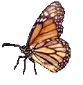 butterfly profile