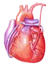 anatomical heart pumping