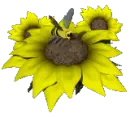 bee on sunflowers
