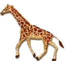 running giraffe