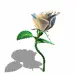 white rose dance