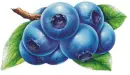 blueberry