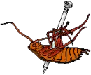 dead roach