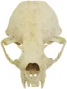 animal skull