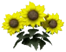 three sunflowers