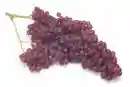 purple grapes