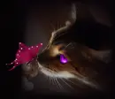 cute