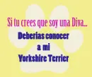 yorkie diva