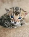 kitty