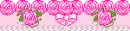pink rose
