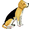 beagle dog