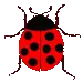 ladybug