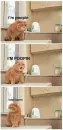 pooping cat