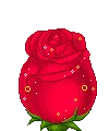 Red rose cutie