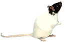 rat