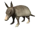 armadillo
