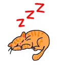 gato dormido