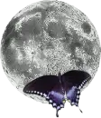 Fly