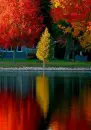 alone tree