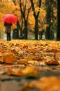 autumn umbrella