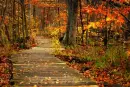 red leaves