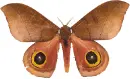 moth