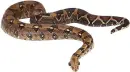 slithering snake