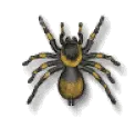 tarantula twist