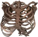 human ribcage