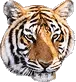 bengal tiger
