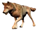 advancing wolf