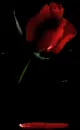 bloody rose
