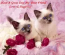 Cats
