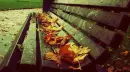 autumn bench