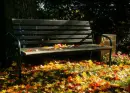 autumn leaves
