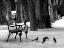 black and white