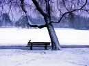 winter bench