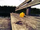 yellow flower
