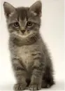 cat jpg