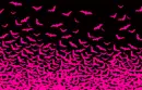  bats