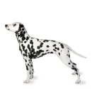 dalmation