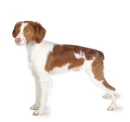 brittany spaniel