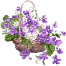 Violet