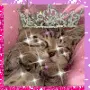 Kitty Cat!