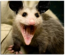 Possum XD