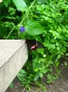 butterfly