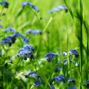 green and blue