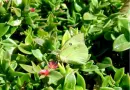 green butterfly
