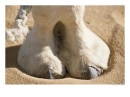 Camel toe