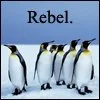 penguin